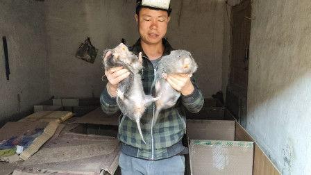 泥娃养殖爆料怎么做视频,揭秘童年乐趣与家长无奈的趣味瞬间